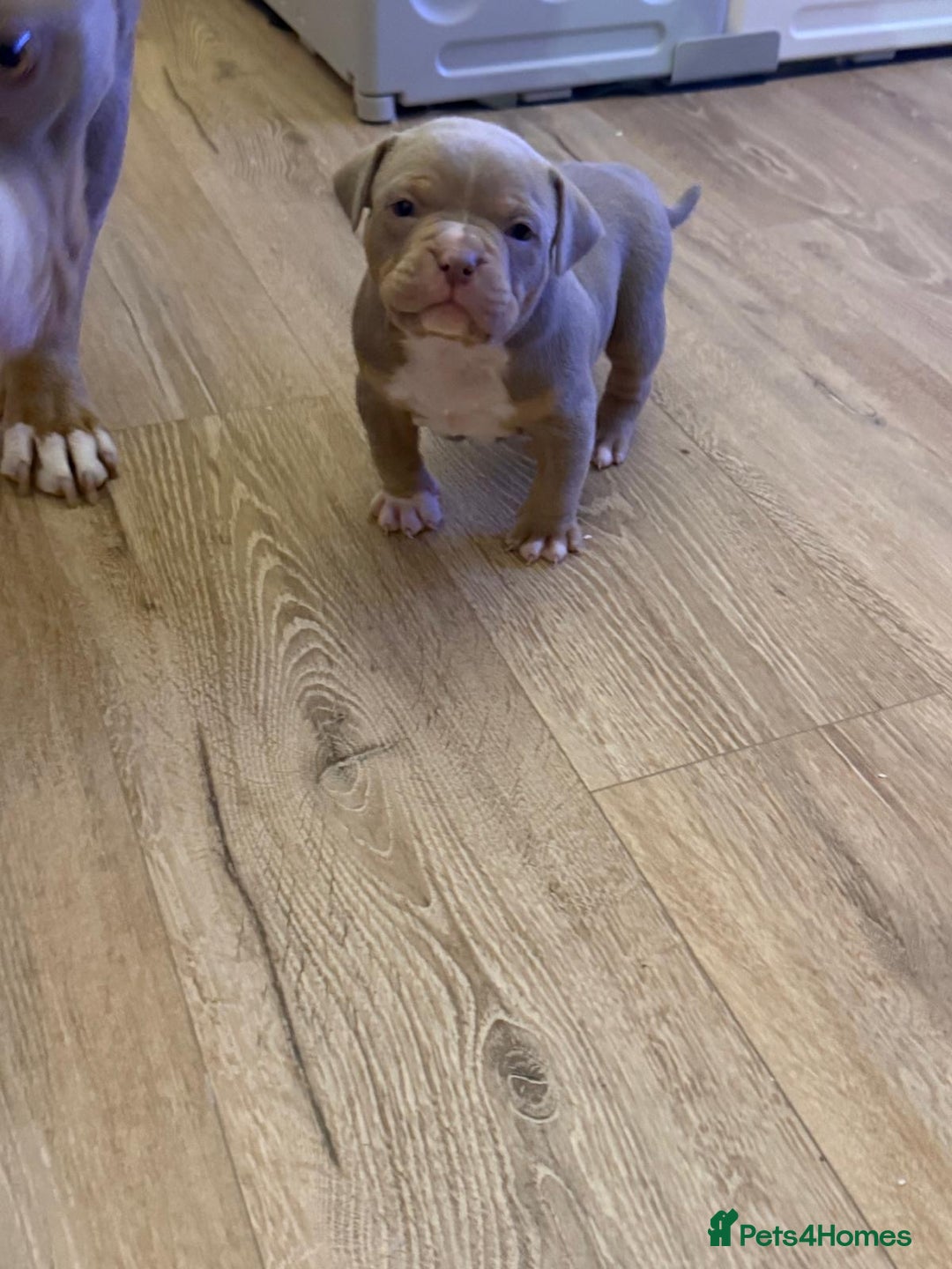 American Bully dogs for sale: Pocket bully pups - Advert 17