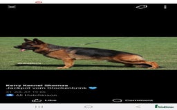 German Shepherd dogs for sale: Superb litter from up coming Top German Male  - Image 1