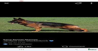 German Shepherd dogs - Advert 2