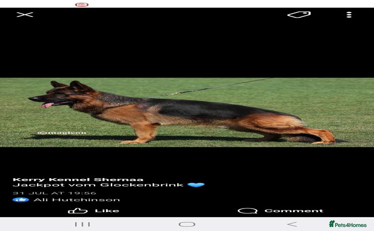 German Shepherd dogs - Advert 12