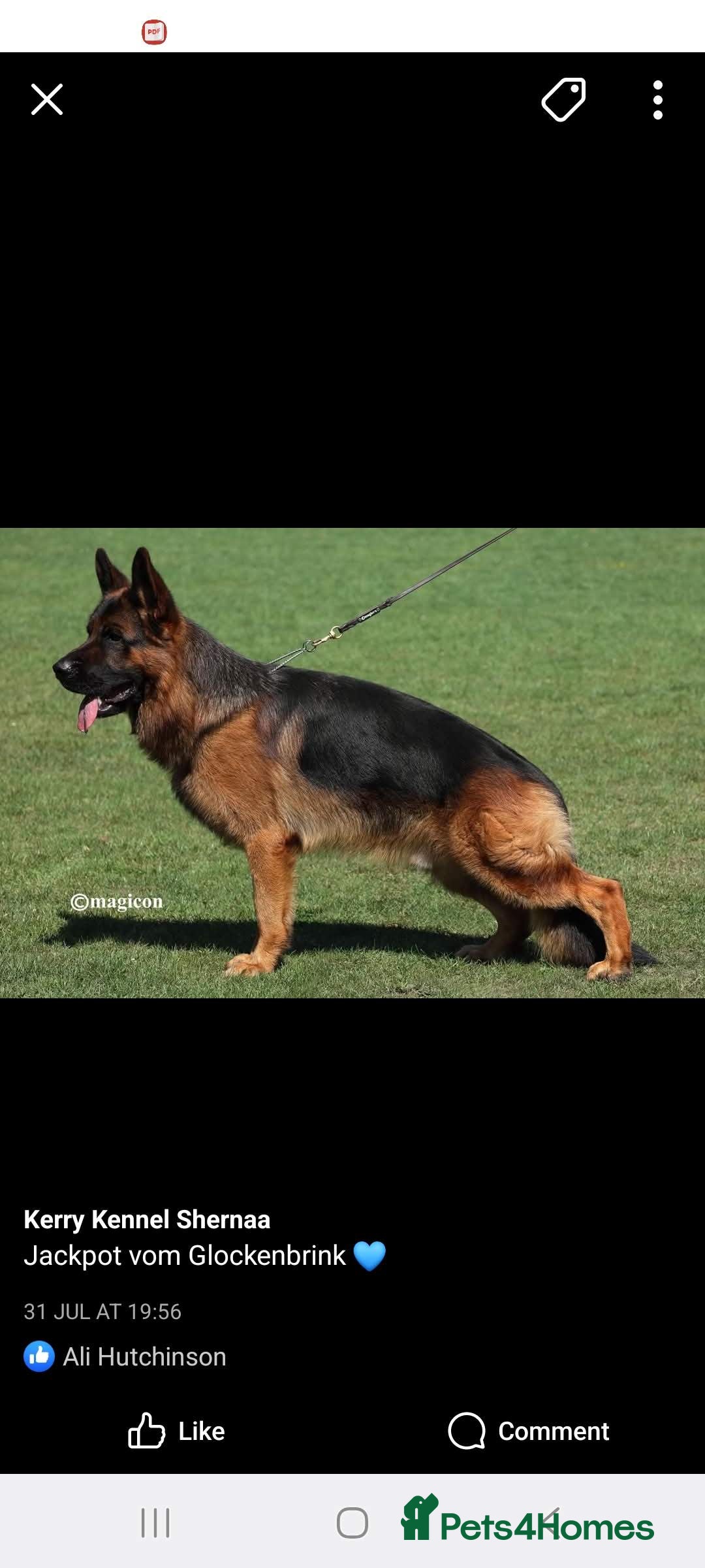 German Shepherd dogs for sale: Superb litter from up coming Top German Male  - Image 1