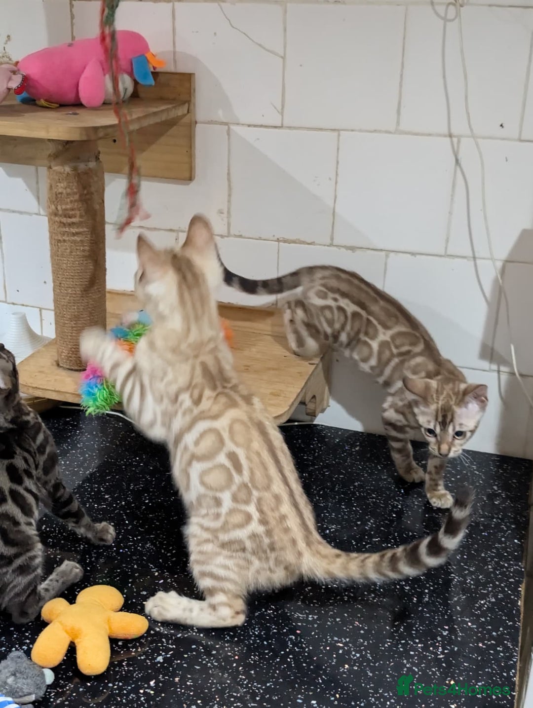 Bengal cats for sale: 🔥✨Pedigree TICA-Registered Bengals - Advert 8