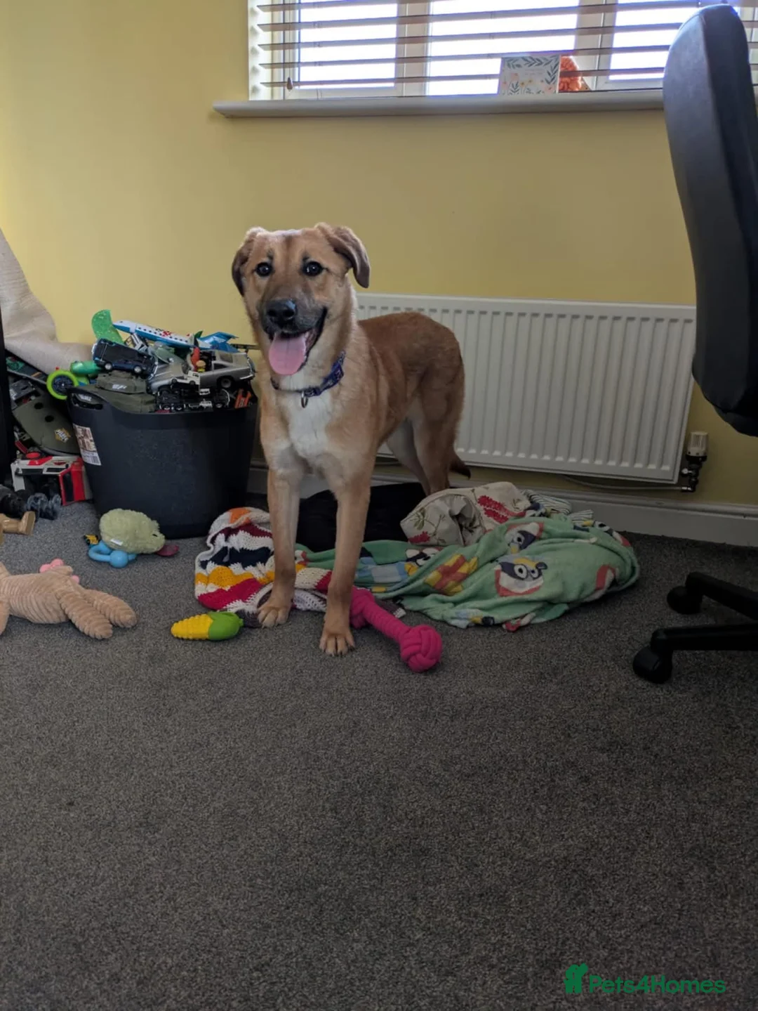 Mixed Breed dogs for adoption: Ree - stowmarket Suffolk  - Advert 8