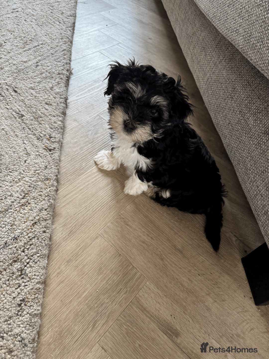 Mixed Breed dogs for sale: Maltese cross yorkshire cross shih tzu for sale - Advert 10