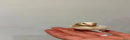 Canaries birds for sale: Crested and Gloster canry   - Advert 5