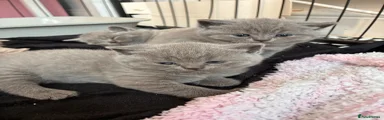 British Shorthair Kitten 6