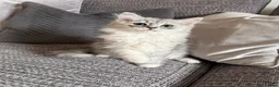 Mixed Breed cats for sale: Stunning Long Haired Chinchilla Ragdoll X Persian - Advert 20