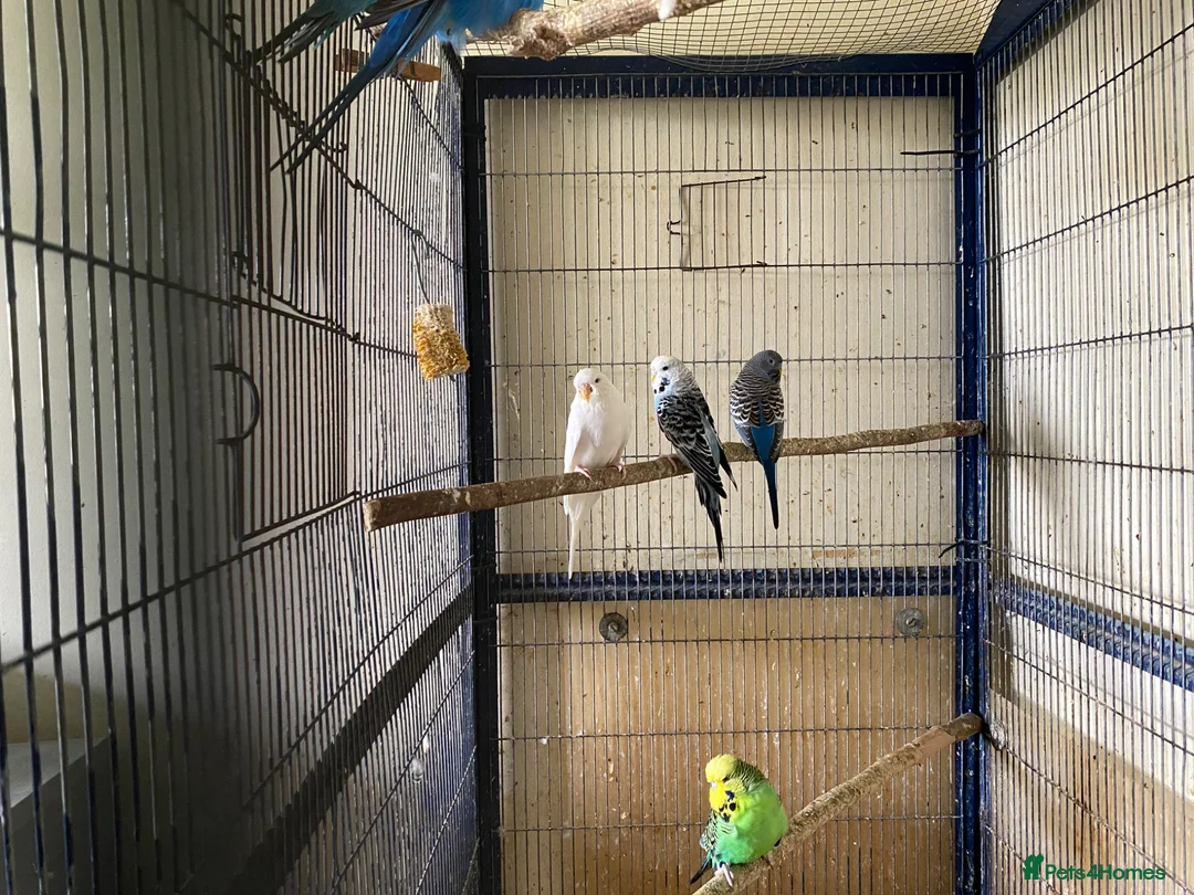 Budgerigars birds for sale: 8 budgies searching for their new homes  - Advert 2