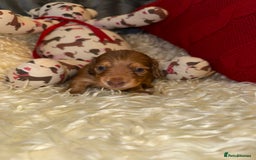 Miniature Dachshund dogs for sale: 💚🧡Stunning KC Longhaired Mini Dachshunds💚🧡 - Image 11