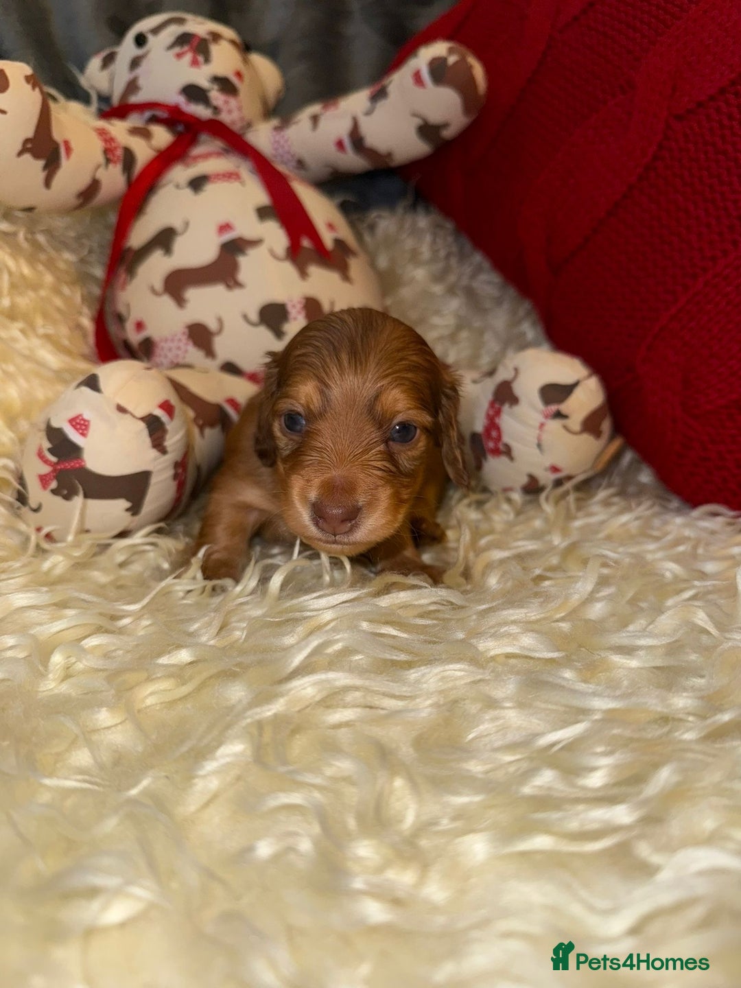 Miniature Dachshund dogs for sale: 💚🧡Stunning KC Longhaired Mini Dachshunds💚🧡 - Image 11