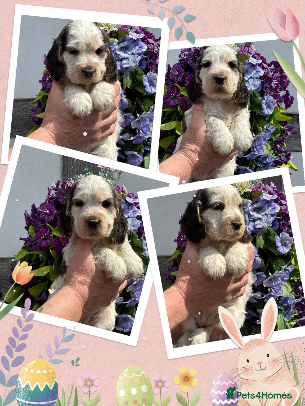 Cocker Spaniel dogs Kc reg dna tested girl show type cocker puppy - Advert 1