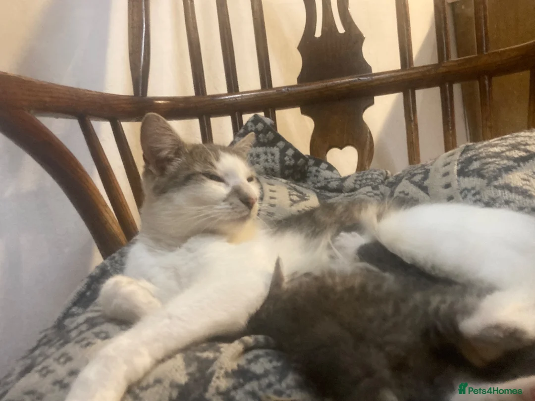 Ragdoll cats for sale: GORGEOUS Ragdoll X kittens - Advert 7