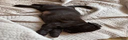 Cocker Spaniel dogs for sale: Beautiful cocker spaniels puppies  - Advert 12