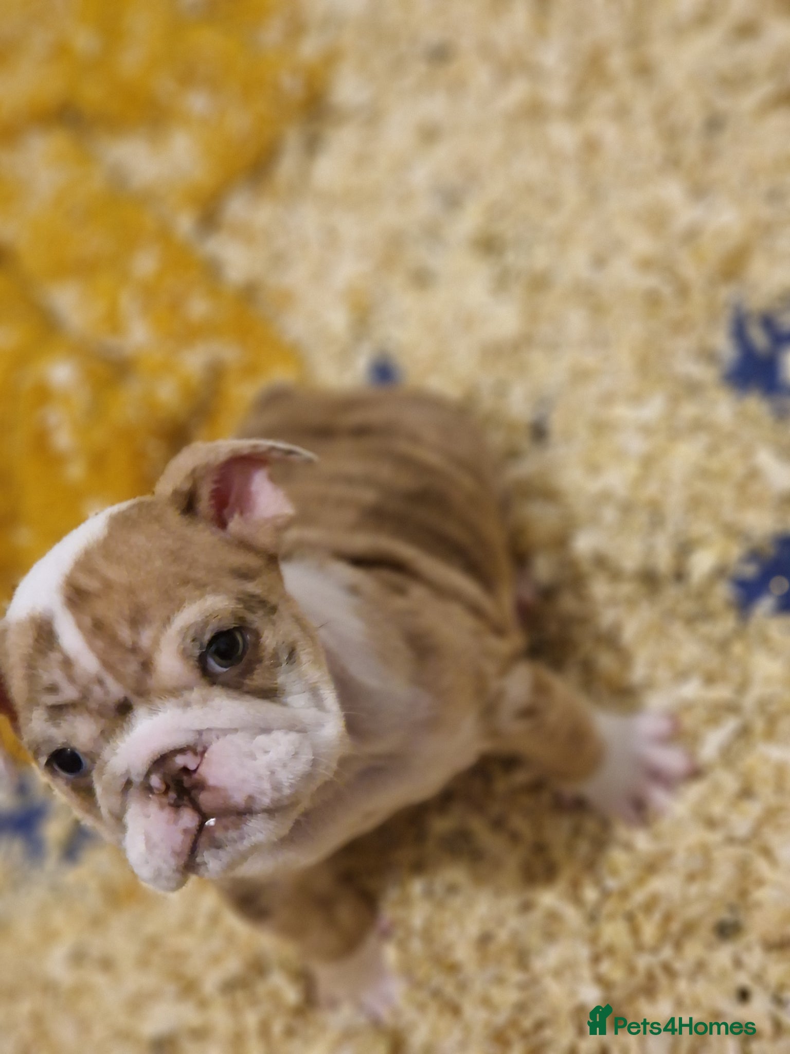 English Bulldog dogs Two stunning English bulldogs - Advert 1