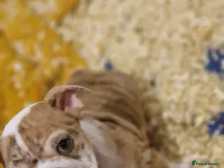 English Bulldog dogs Two stunning English bulldogs - Advert 1