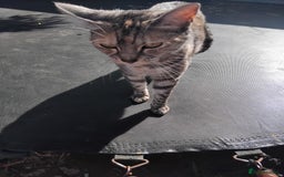 Bengal cats for sale: FREE to a Good home only  - Image 3