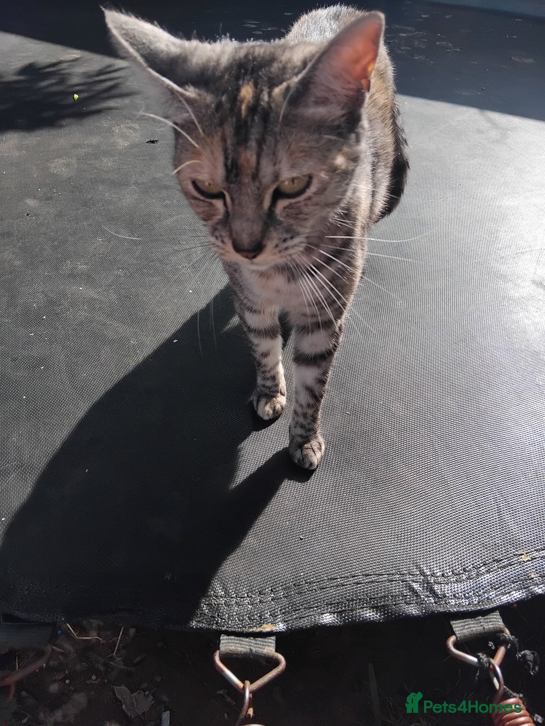 Bengal cats for sale: FREE to a Good home only  - Image 3