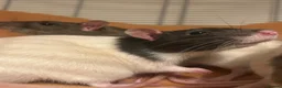 Rat rodents for sale: Trio of Male Rats - Advert 1