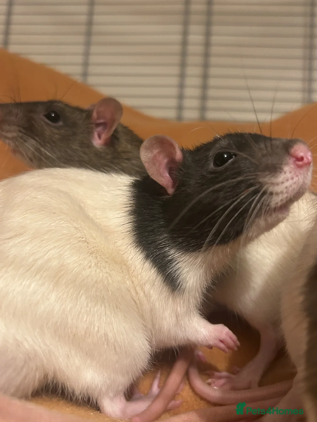 Rat rodents for sale: Trio of Male Rats - Advert 1