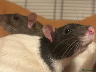 Rat rodents Trio of Male Rats - Advert 1