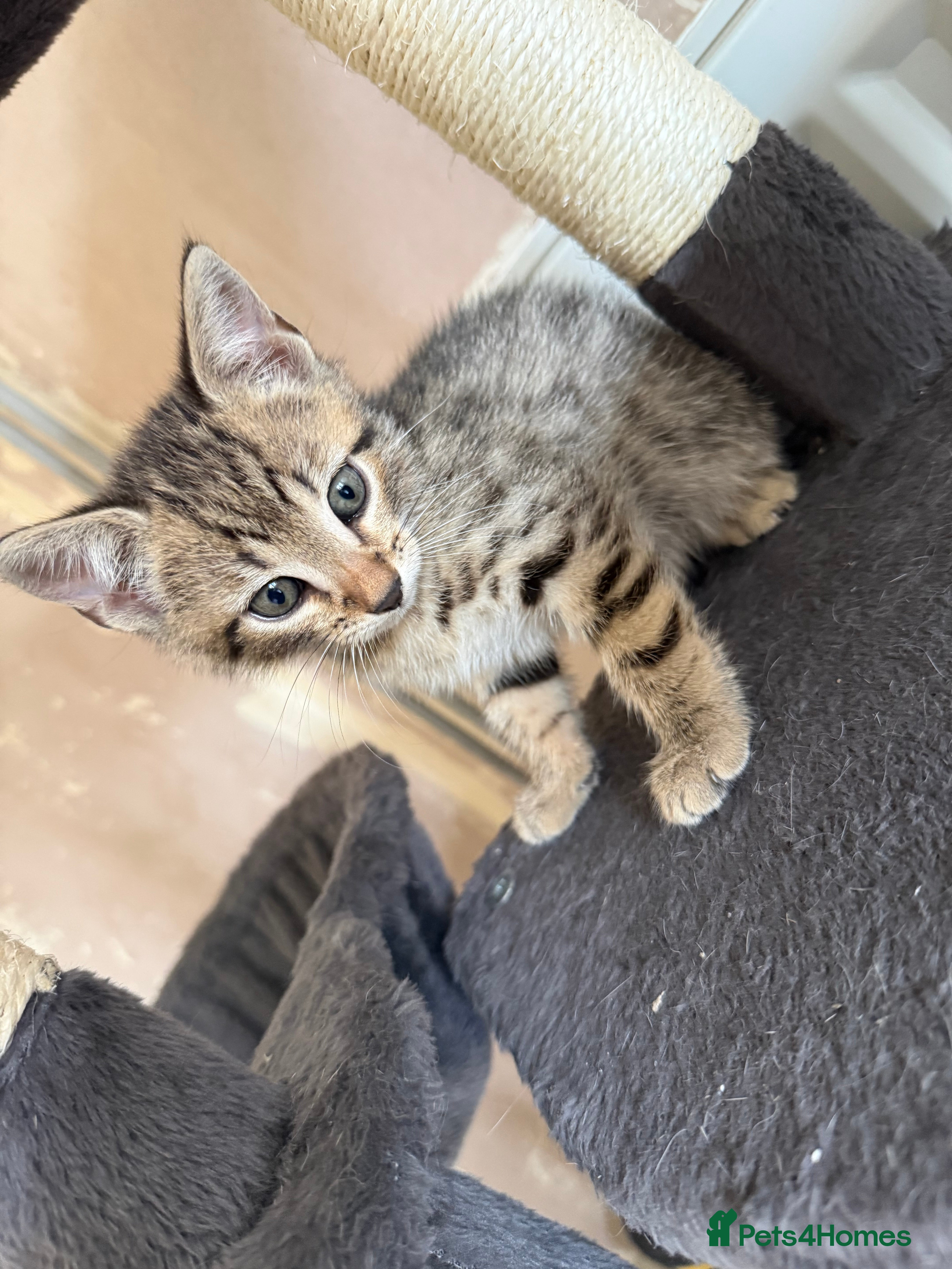 Bengal cats for sale: 1 female kitten available  - Advert 6