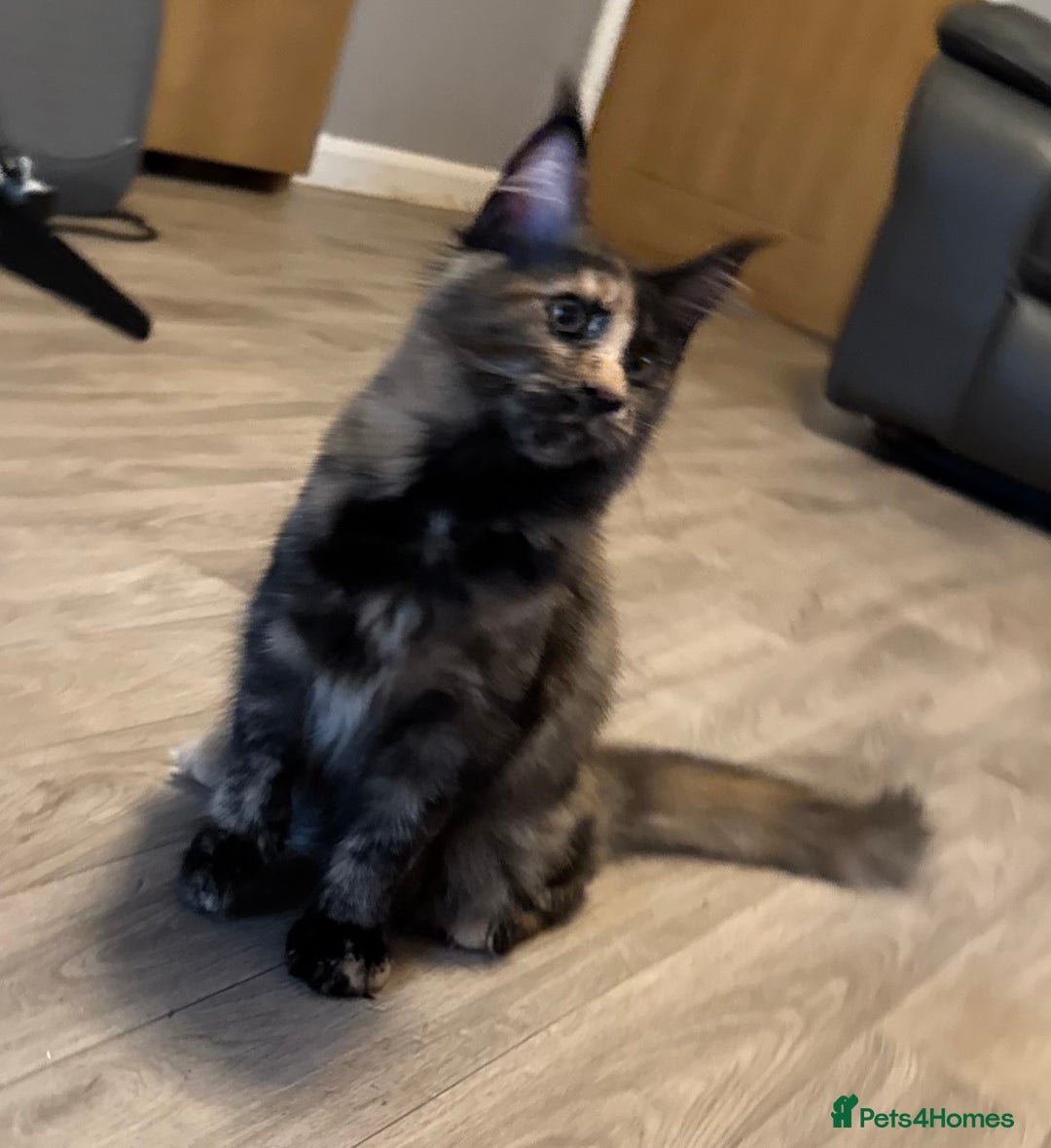 Maine Coon cats for sale: 2 Large Tica Maine Coon Kittens - Image 19