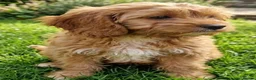 Cavapoo dogs for sale: Cavapoo Puppies looking for their forever homes - Advert 2