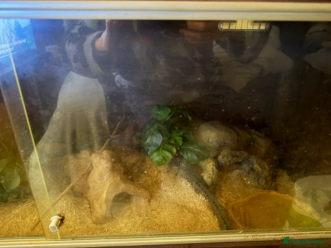Snake reptiles for sale: Corn snake and vivarium for sale  in Liverpool - Advert 5