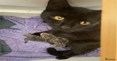 British Shorthair cats - Advert 12