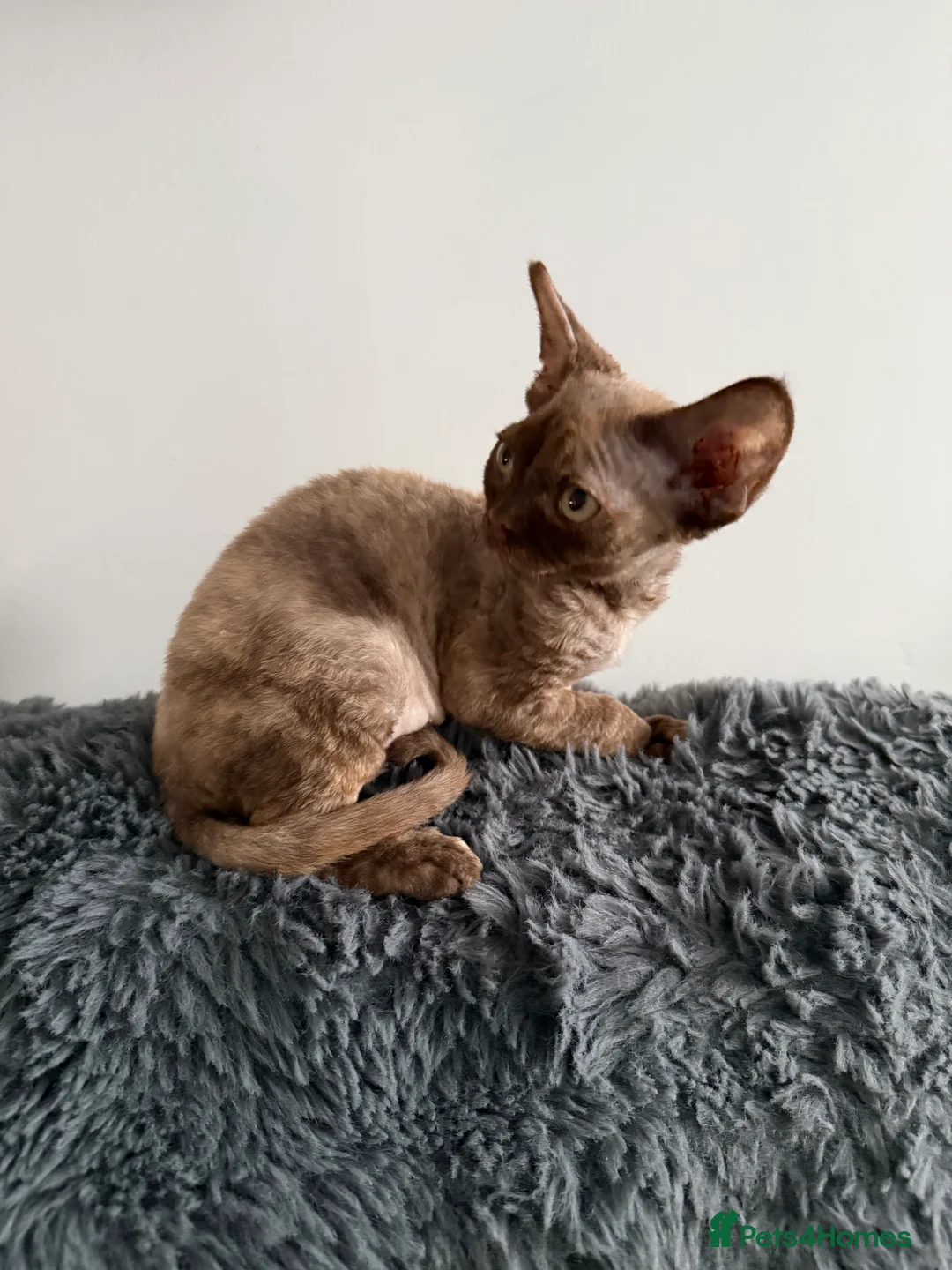 Devon Rex cats for sale: GCCF registered Devon Rex - Male and female - Advert 6