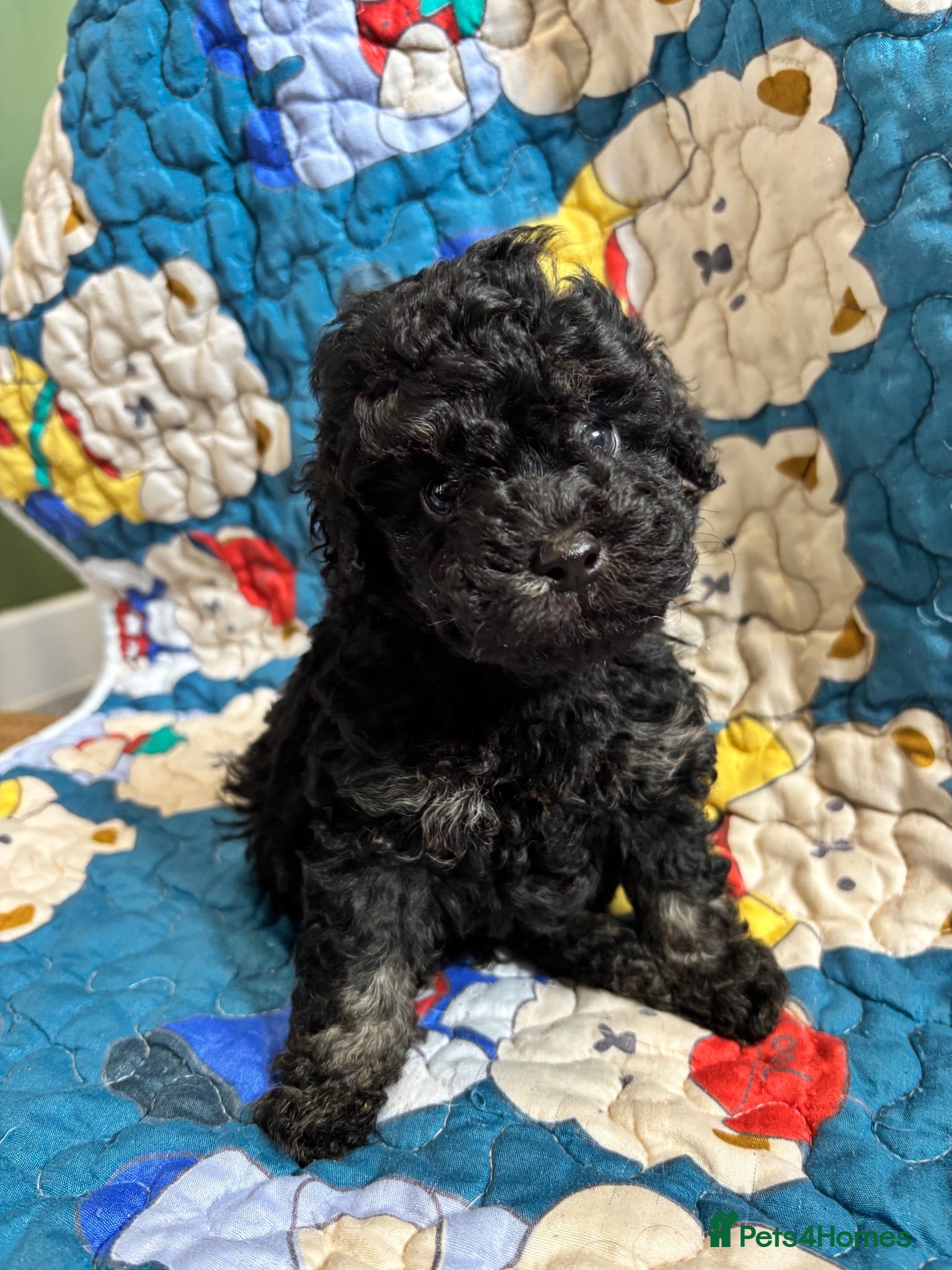 Cavapoo dogs 2 Outstanding tiny Cavapoo puppies - Advert 1