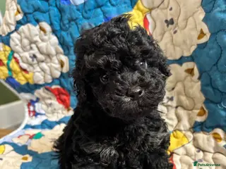 Cavapoo dogs 2 Outstanding tiny Cavapoo puppies - Advert 1