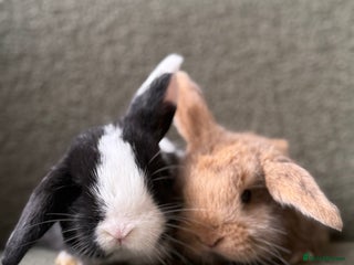 Mini Lop rabbits Outstanding mini lop litter - ready in two weeks - Advert 2