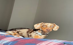 Miniature Dachshund dogs for stud: Miniature Dachshund - Stud - Image 2