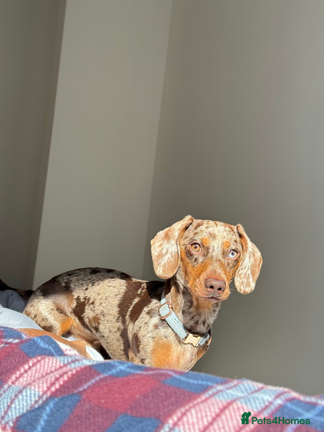 Miniature Dachshund dogs for stud: Miniature Dachshund - Stud - Image 2