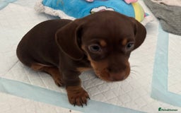 Miniature Dachshund dogs for sale: KC Registered Miniature Dachshund Puppies For Sale - Image 5