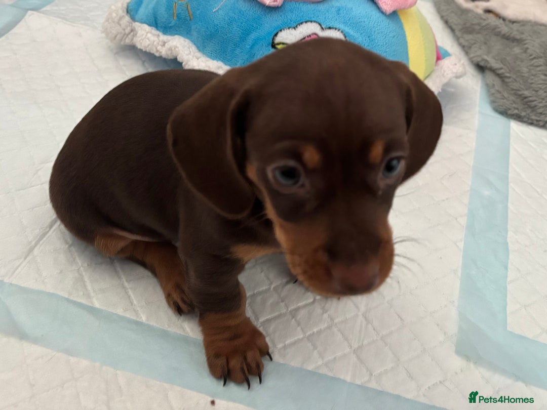 Miniature Dachshund dogs for sale: KC Registered Miniature Dachshund Puppies For Sale - Image 5