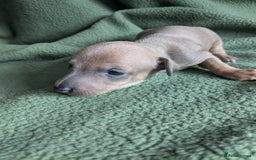 Italian Greyhound dogs for sale: Beautiful KC registered ITALIAN GREYHOUNDS  - Image 14