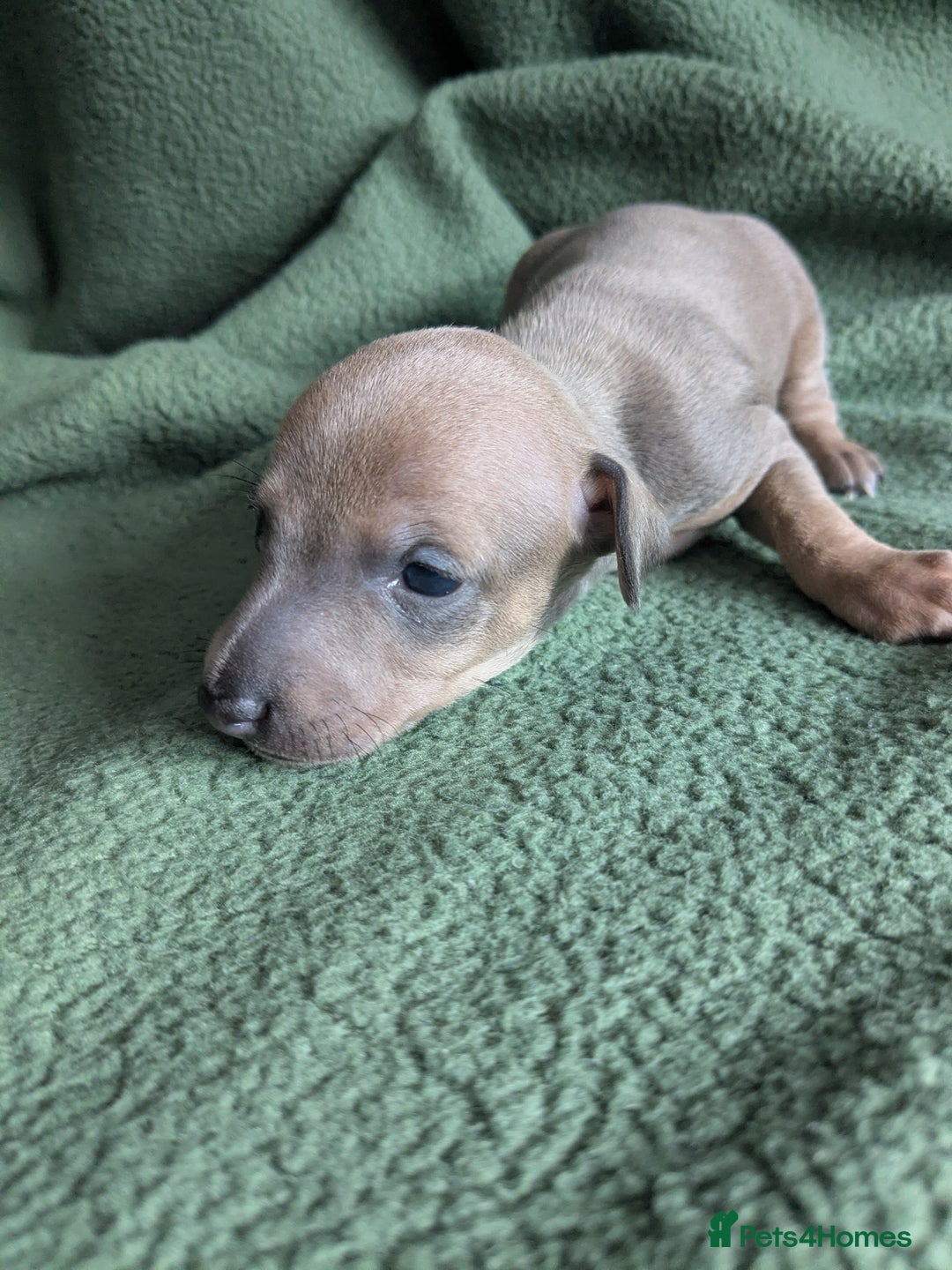 Italian Greyhound dogs for sale: Beautiful KC registered ITALIAN GREYHOUNDS  - Image 14