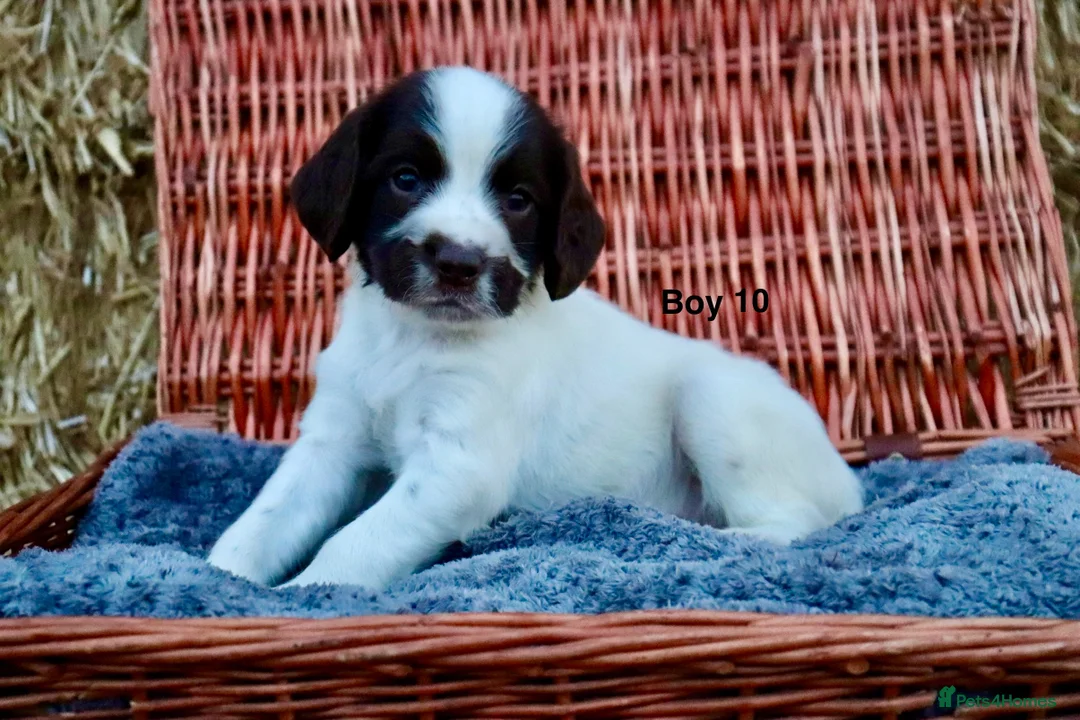 English Springer Spaniel dogs for sale: 1 boy left. Heath Tested Springer Spaniel Pups - Advert 2