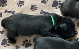 Labrador Retriever dogs for sale: KC registered black Labrador puppies - Image 4