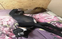 Mixed Breed dogs for adoption: Meet SHEAMUS - a handsome boy for a confident Home - Image 35