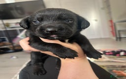 Springador dogs for sale: 3/4 Labrador (Springador x Labrador) Pups for Sale - Image 10
