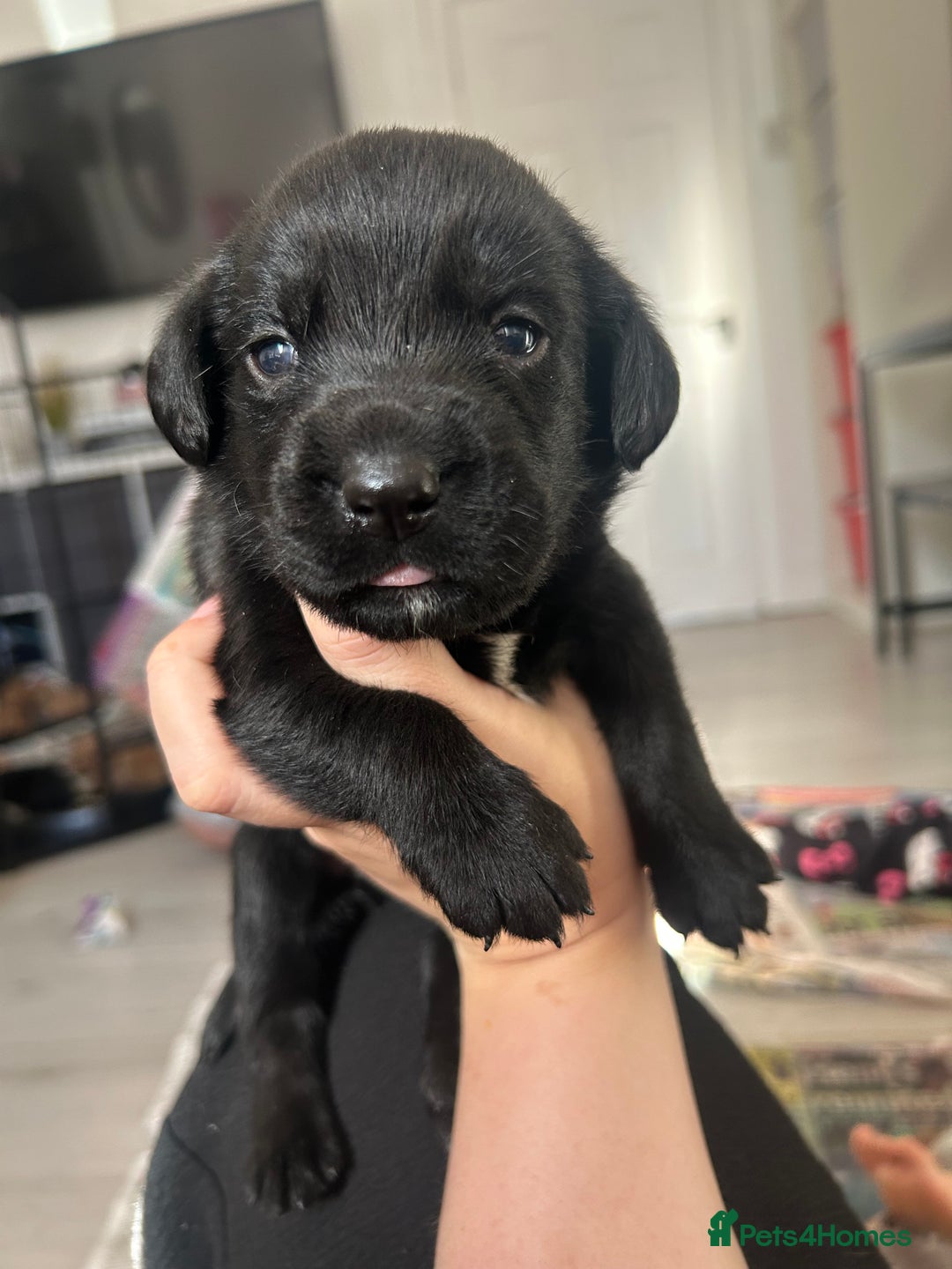 Springador dogs for sale: 3/4 Labrador (Springador x Labrador) Pups for Sale - Image 10