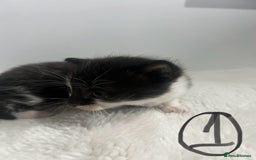 Mixed Breed cats for sale: 6 stunning kitten  - Image 2