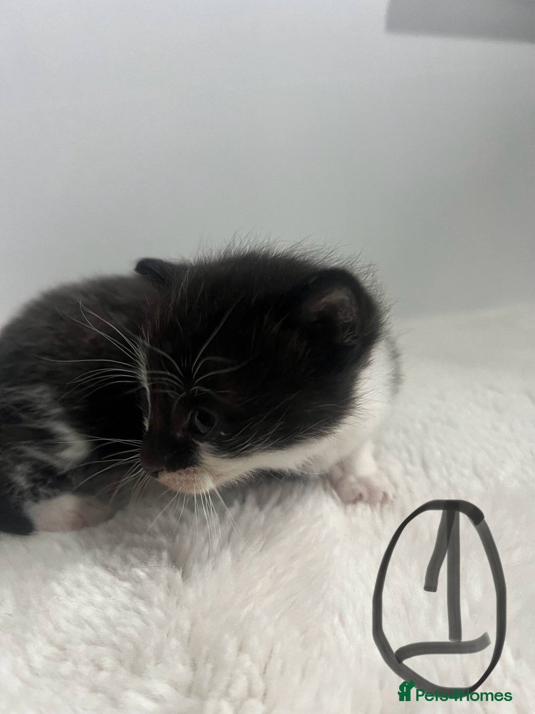 Mixed Breed cats for sale: 6 stunning kitten  - Image 2