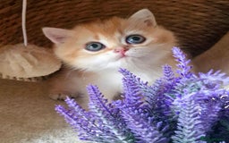 British Shorthair cats for sale: NY12 TICA GOLDEN BRITISH SHORTHAIR KITTENS  - Image 1