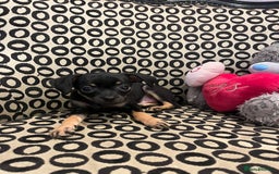 Russian Toy Terrier dogs for sale: Russian toy terrier puppy for sale - Advert 5