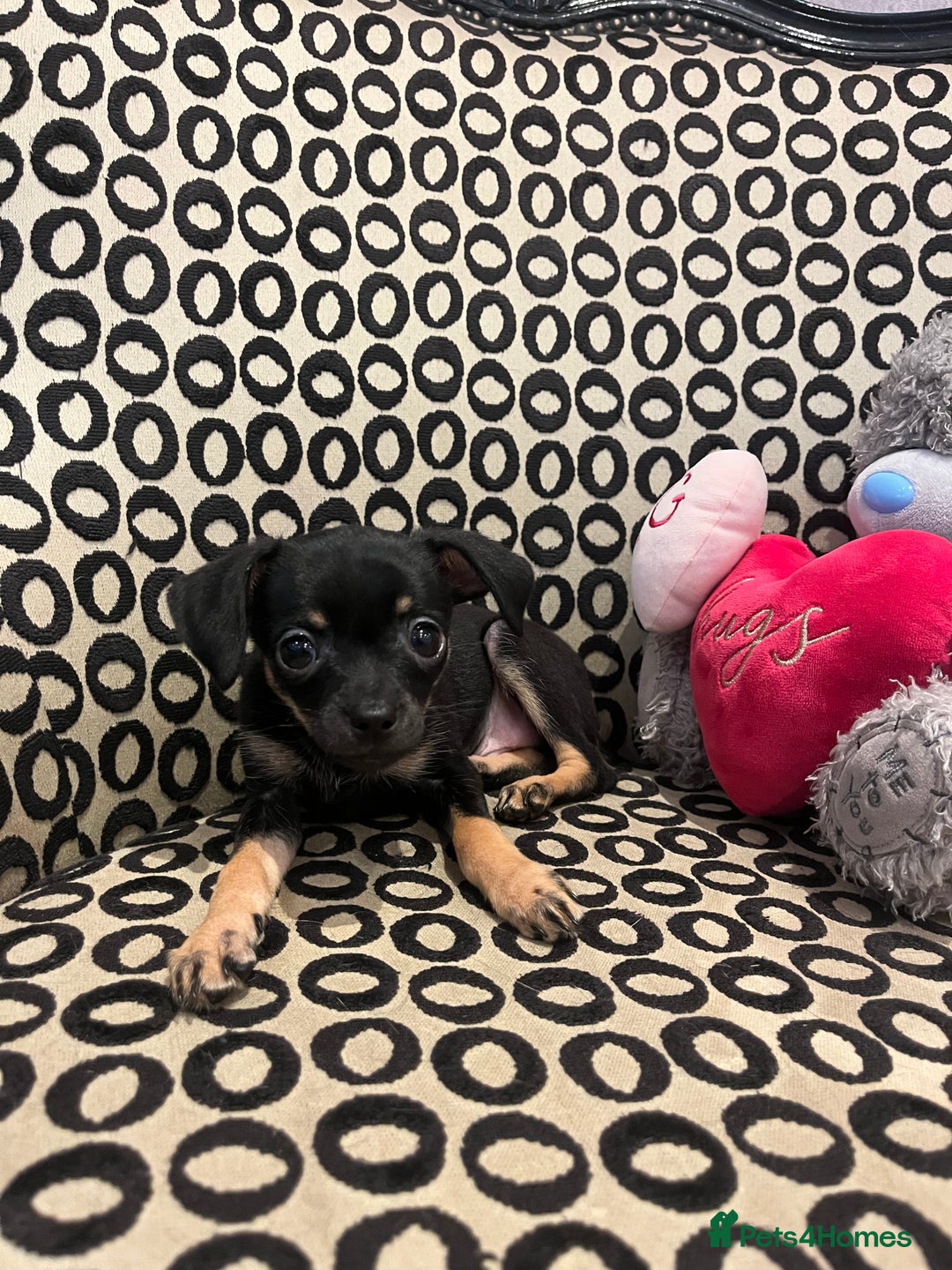 Russian Toy Terrier dogs for sale: Russian toy terrier puppy for sale - Advert 5