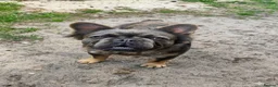 French Bulldog dogs for sale: Adult fluffy Frenchies for sale  in Wakefield - Advert 11